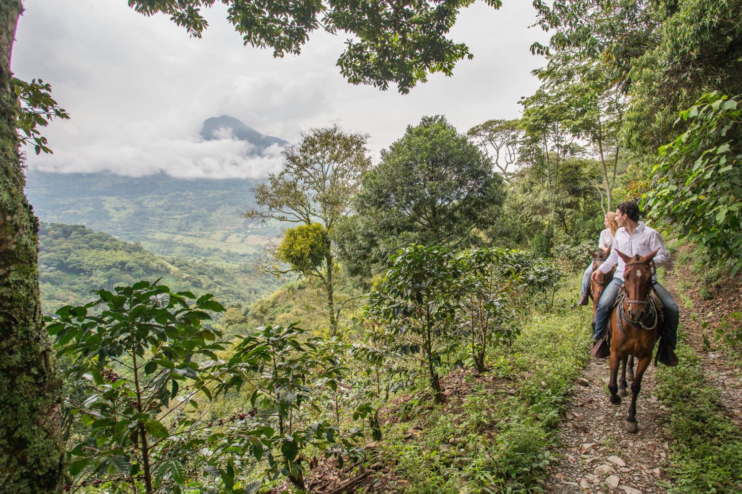 Oro Molido. Antioquia, Colombia.