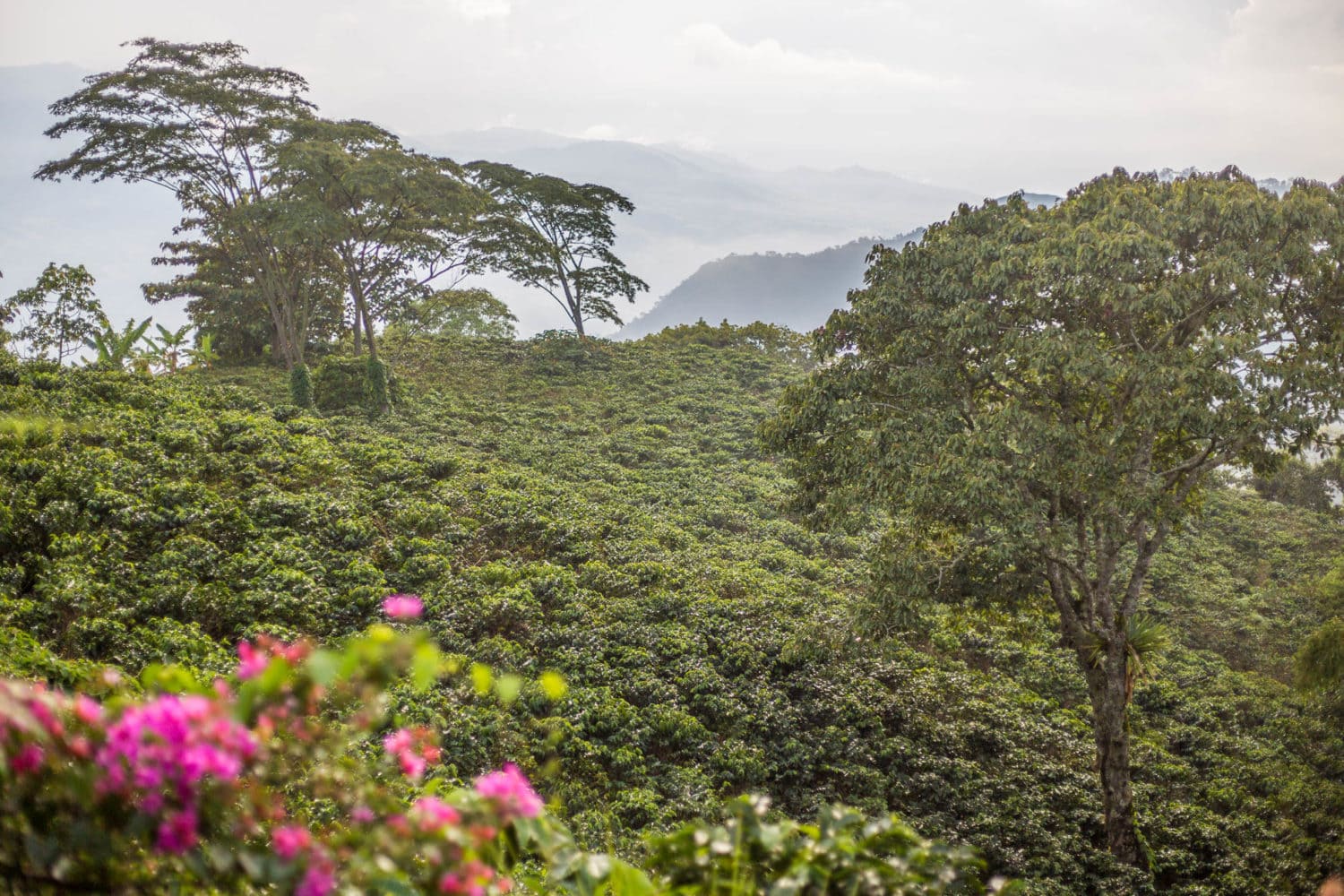 Oro Molido. Antioquia, Colombia.